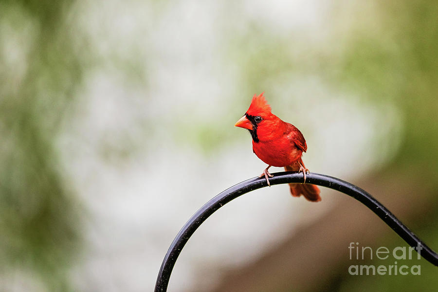 Pretty Redbird Photograph by Scott Pellegrin