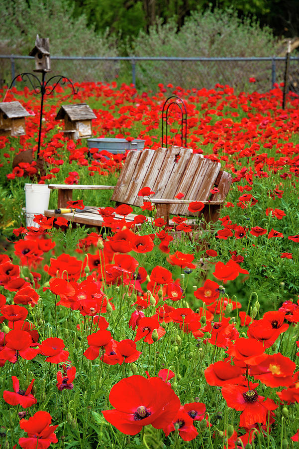 Pretty Retreat in the Poppies Photograph by Lynn Bauer