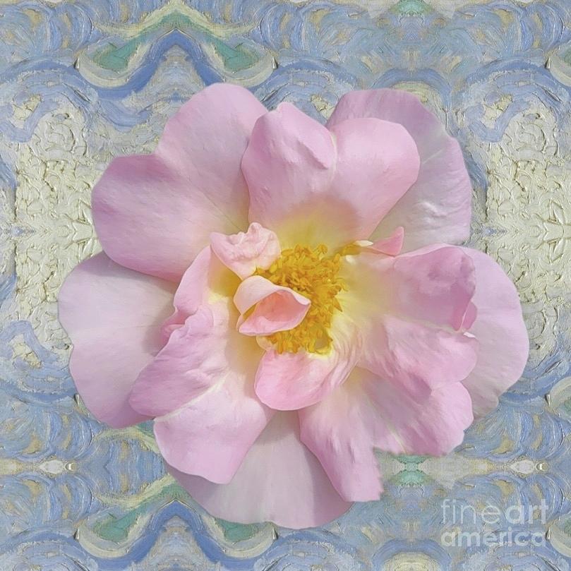 Pretty Rose On BLue Photograph by Jeannie Rhode