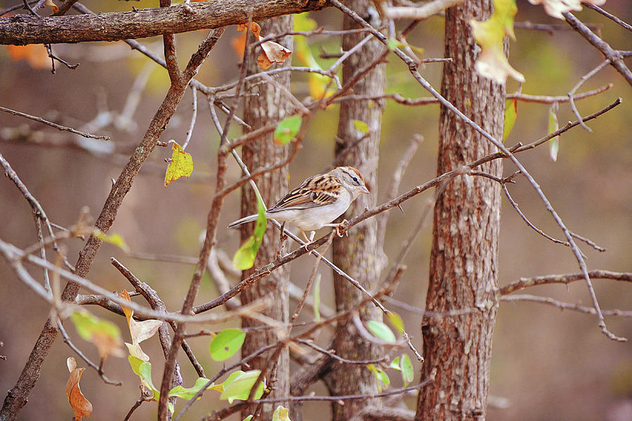 Pretty Sparrow Among Fall Trees Photograph