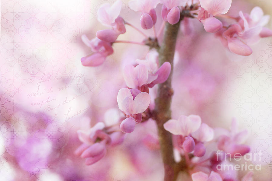 Pretty Spring Redbud Blossoms Photograph by Amy Dundon