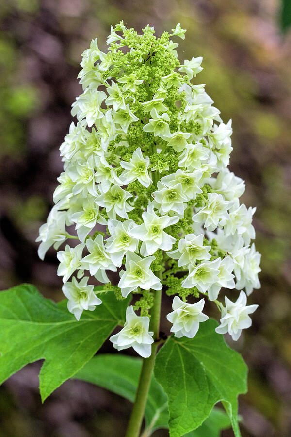 Pretty Star Hydrangea Blossom Photograph by Kathy Clark - Fine Art America