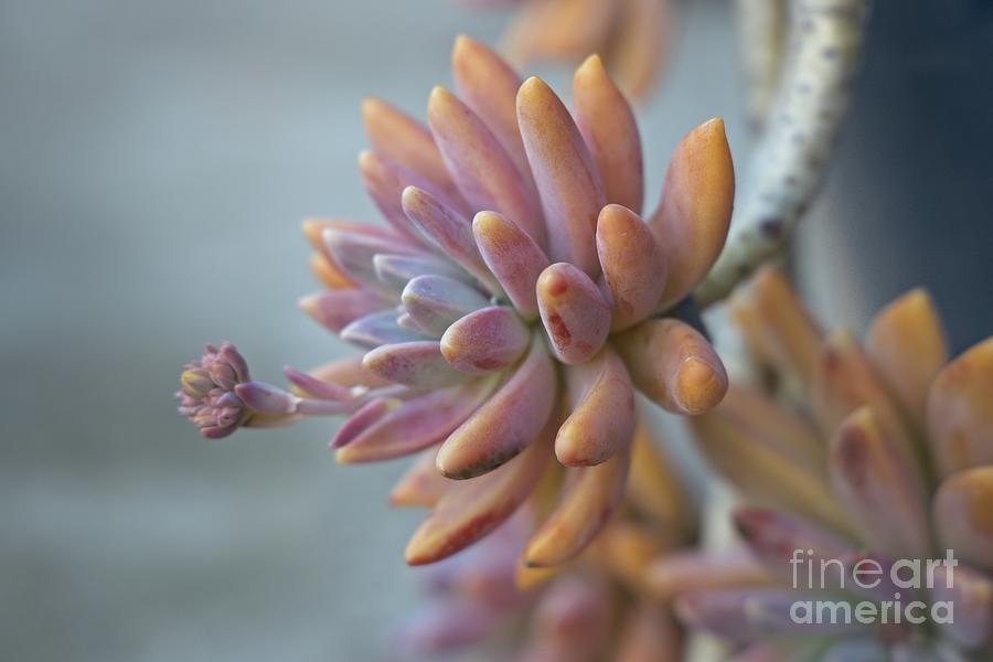Pretty succulent Photograph by Linda Lees