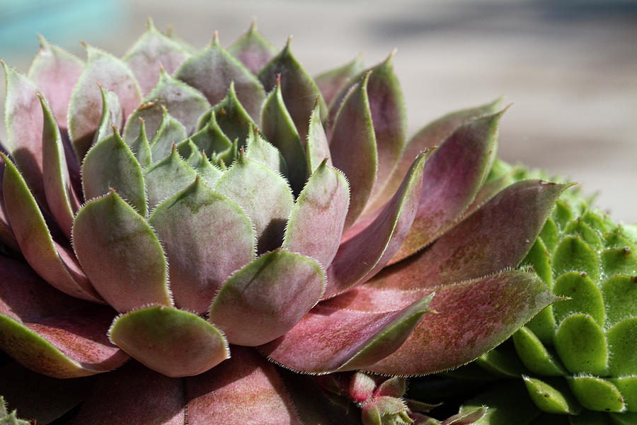 Pretty Succulent Rosette - Hen and Chicks  Photograph by Kathy Clark