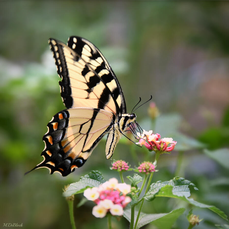 Pretty Tiger - Squared Photograph by Marilyn DeBlock - Fine Art America