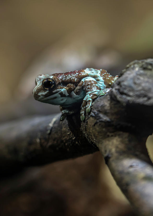 Pretty tree frog on the branch Photograph by Jaroslaw Blaminsky