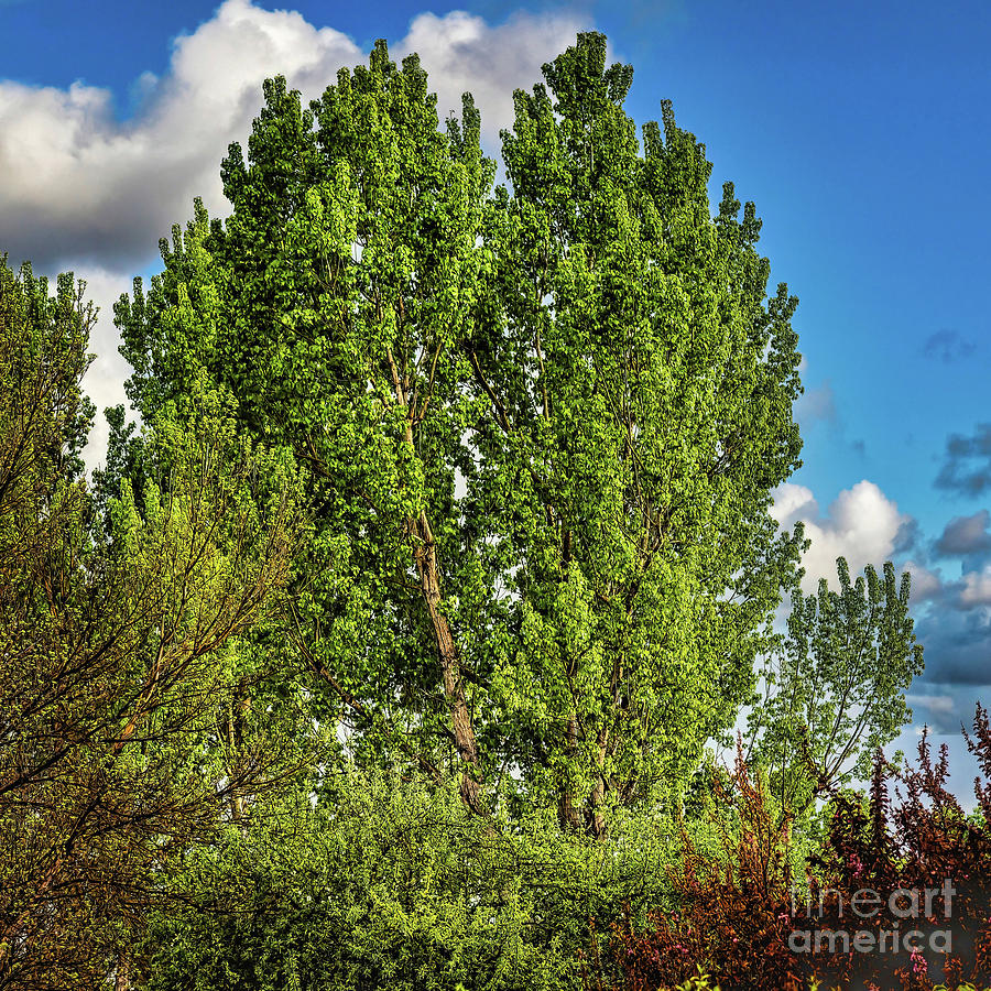 Pretty Trees Photograph by Jon Burch Photography