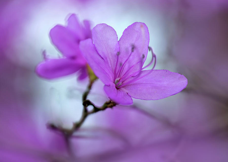 Pretty violet azalea Photograph by Jaroslaw Blaminsky