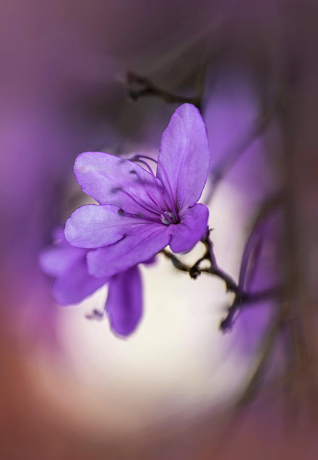 Pretty violet blooming azalea Photograph by Jaroslaw Blaminsky