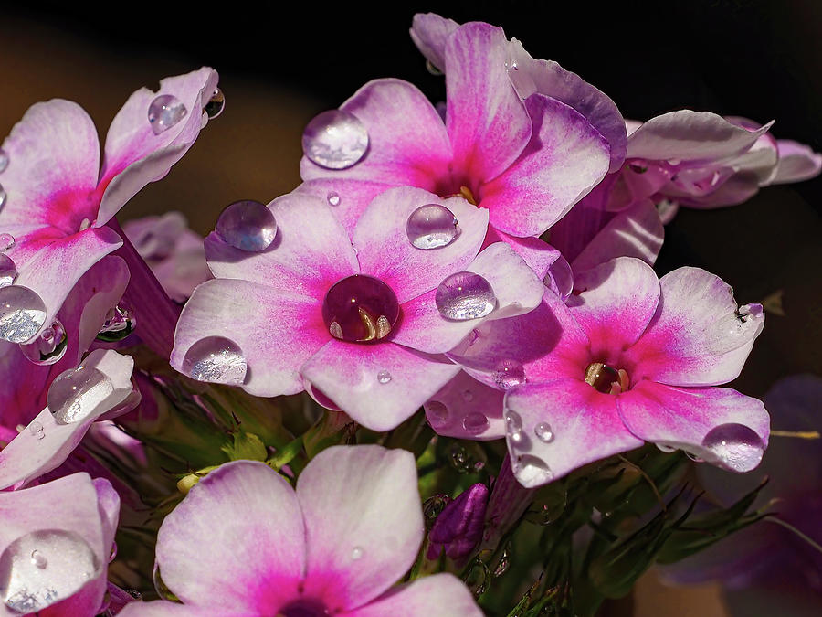 Pretty Water Drops Photograph by Jerry Connally