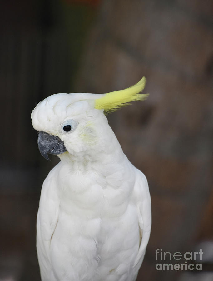 Pretty White Cockatoo Bird Sitting on a Perch Photograph by DejaVu ...