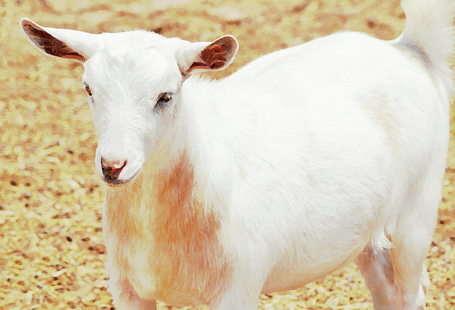 Pretty White Goat on a Farm Digital Art by Gaby Ethington - Fine Art ...