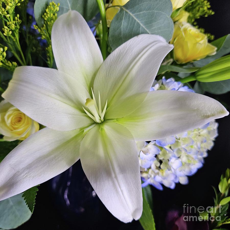 Pretty White Lily Photograph by Jeannie Rhode