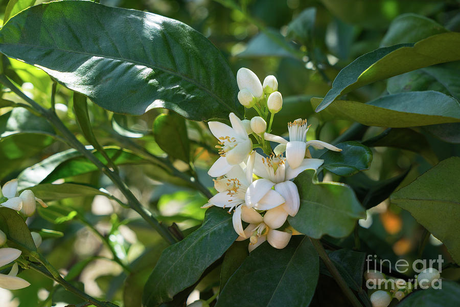 Pretty white orange blossoms and green leaves Photograph by Adriana Mueller