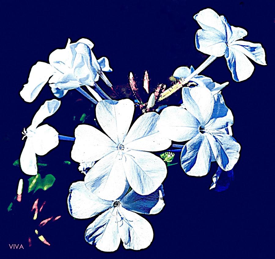 Pretty White Plumbago On Blue Photograph by VIVA Anderson