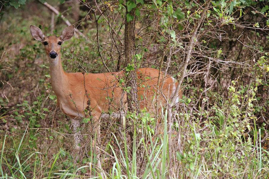 Pretty White Tailed Doe in the Woods Photograph by Gaby Ethington ...