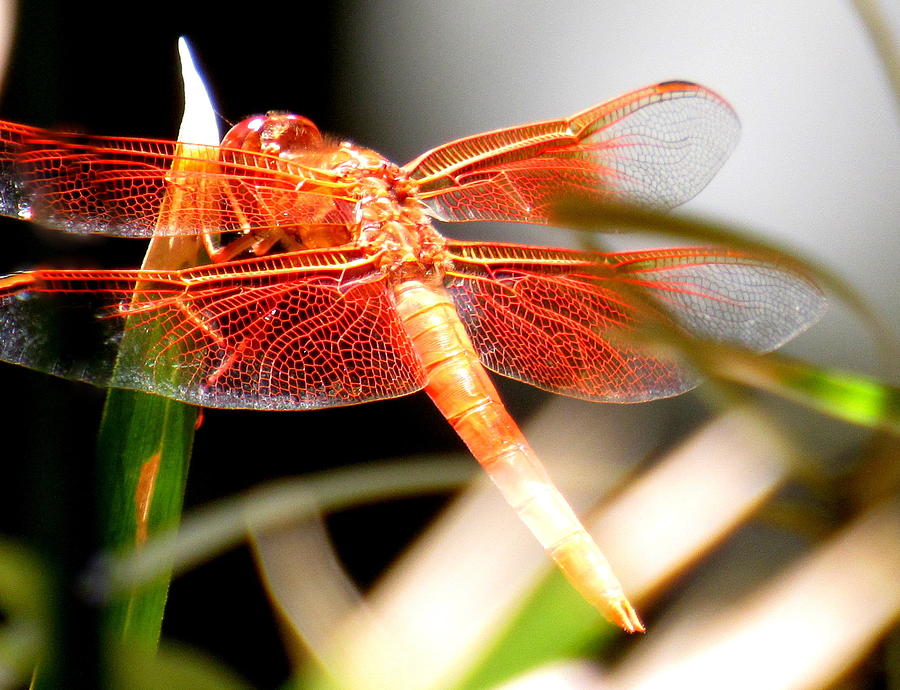 Pretty Wings of the Flame Skimmer Dragonfly Photograph by Adrienne Wilson