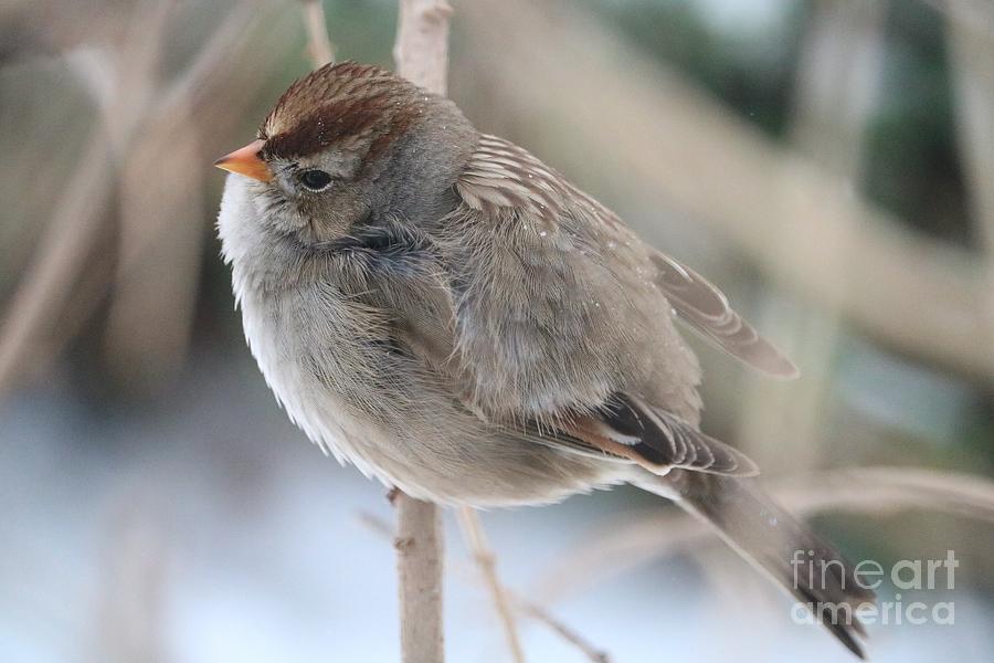 Pretty Winter Sparrow Photograph