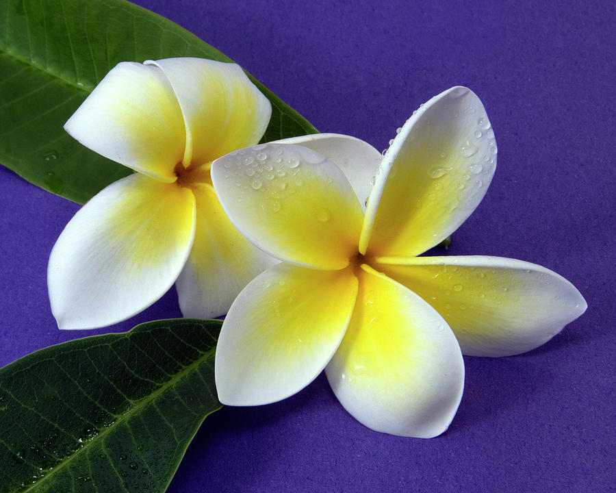 Pretty yellow and white Frangipani flower, Apocynaceae, isolated Photograph by Geoff Childs
