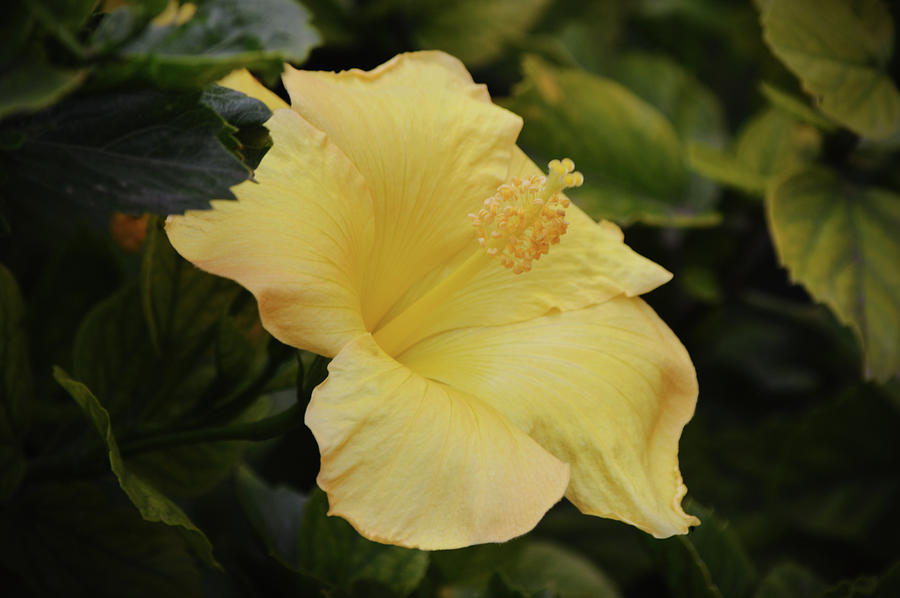 Pretty Yellow Hibiscus Flower Profile in Geen Leaves Photograph by Gaby Ethington