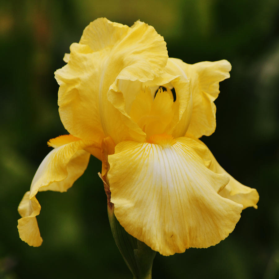 Pretty Yellow Iris Flower Squared Photograph by Gaby Ethington