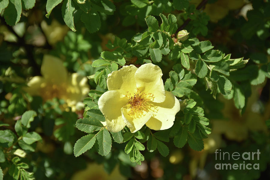 Pretty Yellow Rose Bush Blooming in a Garden Photograph by DejaVu ...