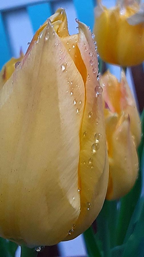 Pretty Yellow Tulips Photograph by CG Abrams