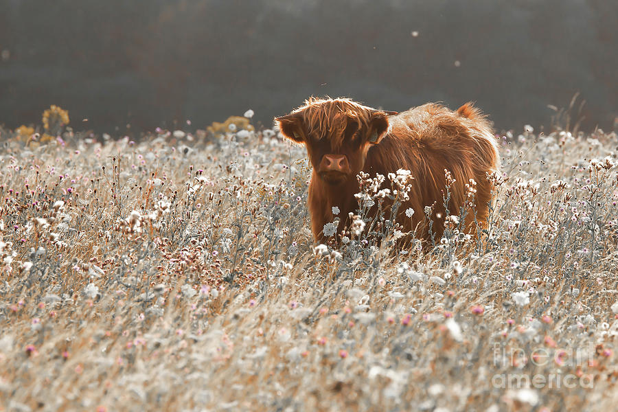 Pretty young highland cow in meadow Photograph by Simon Bratt