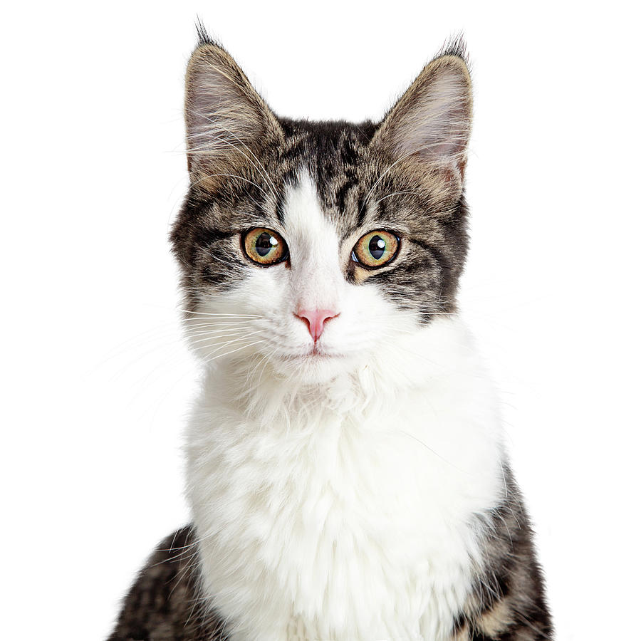Pretty Young Tabby Cat Closeup Isolated on White Photograph by Good Focused