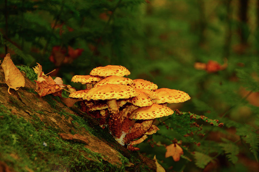 Pretzel Looking Mushrooms 2 Photograph by Raymond Salani III