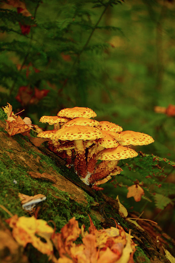 Pretzel Looking Mushrooms Photograph by Raymond Salani III