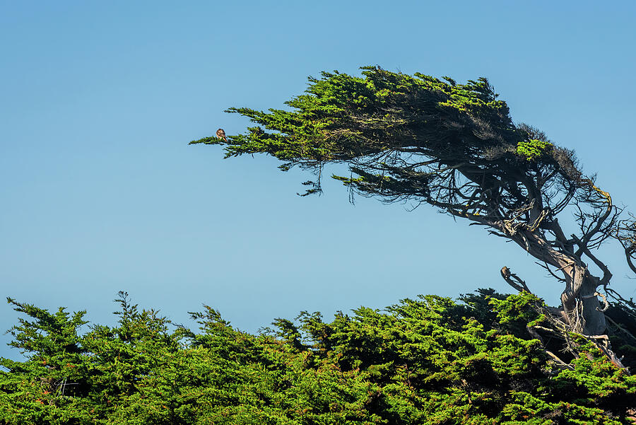 Prevailing Wind Photograph by Jim Thompson Prevailing Wind Photograph by Jim Thompson