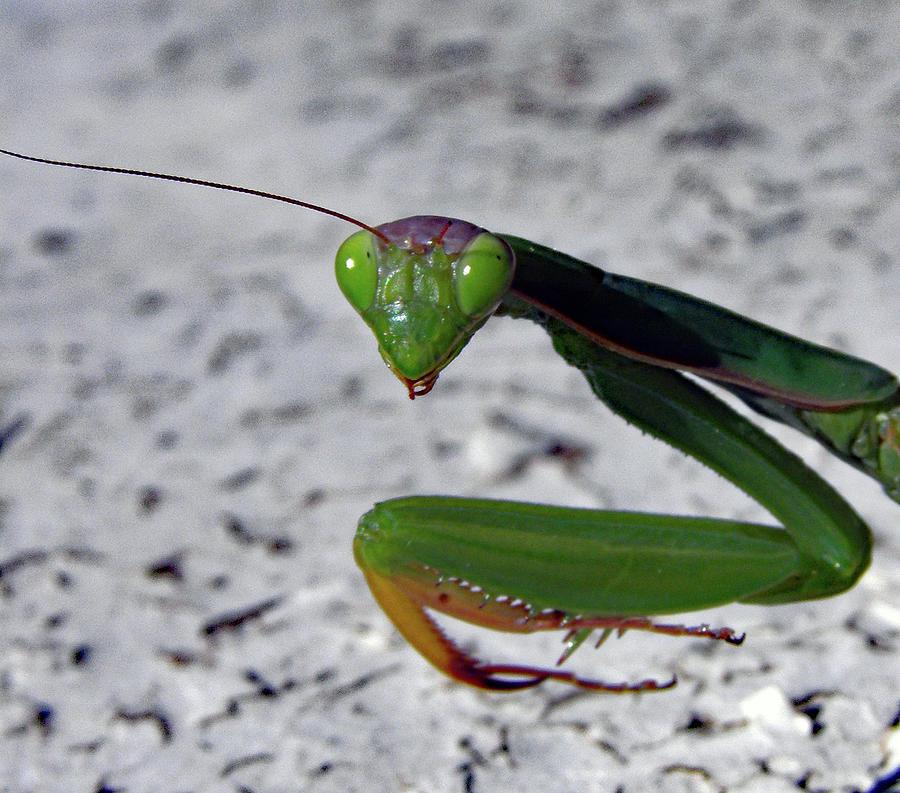 Preying Mantis Stare Photograph by Thomas Samida