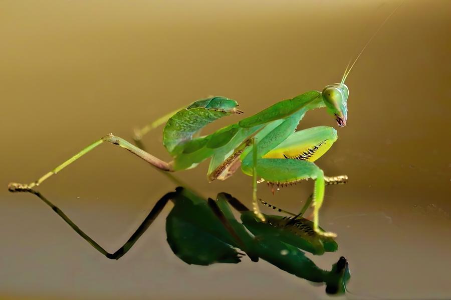 Praying Mantis Sees Its Shadow Photograph by Susan Rydberg