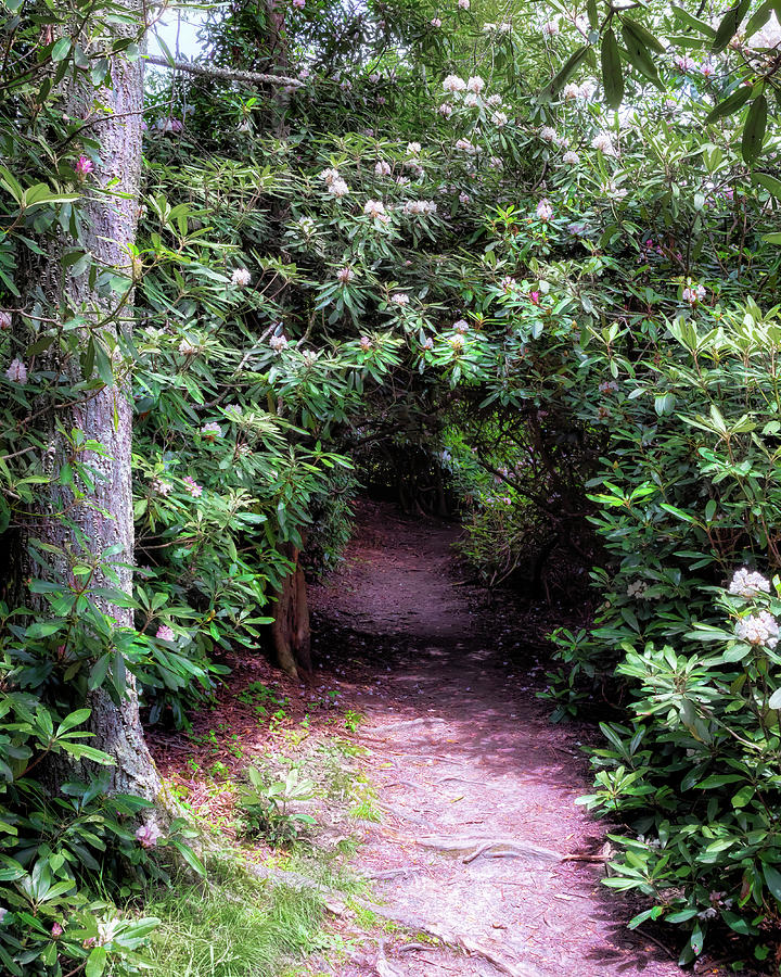 Price Lake Rhododendron Tunnel - Blue Ridge Parkway Photograph by Susan Rissi Tregoning