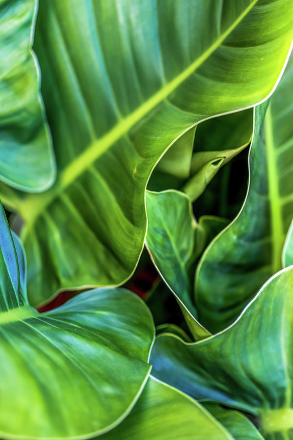 Green Leaves Photograph - Pricilla Expanding by Az Jackson