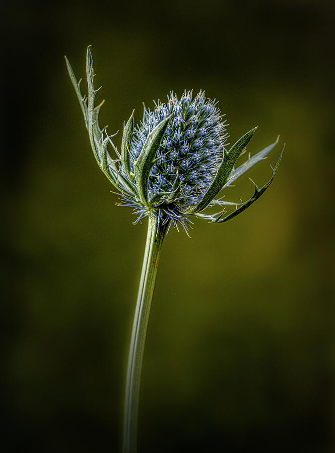 Prickly Blue Photograph by Paul Bartell