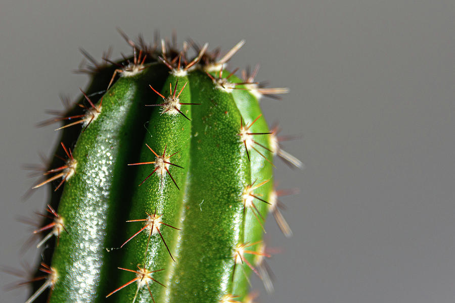 Prickly cactus close up Photograph by Scott Lyons