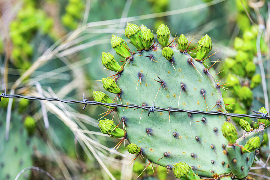 Prickly Cactus Photograph by Paul Freidlund