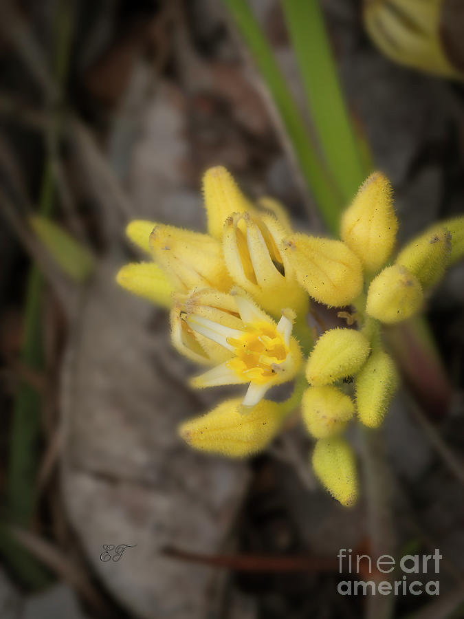 Flowers Still Life Photograph - Prickly Conostylis - Conostylis aculeata by Elaine Teague
