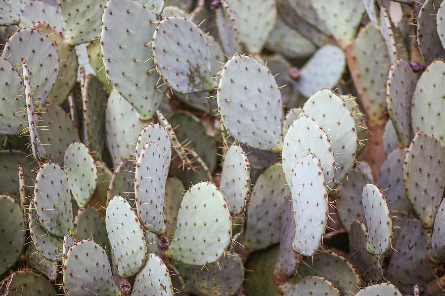 Prickly Photograph by Emily Thurner - Fine Art America