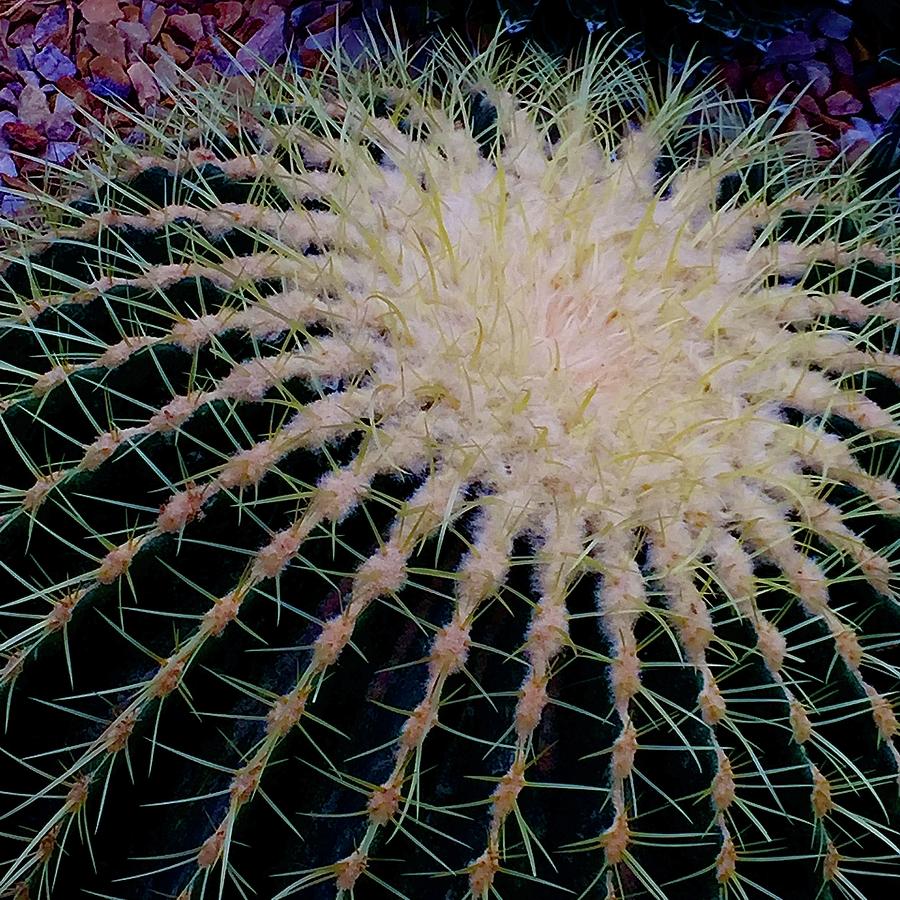 Prickly Photograph by Kerry Obrist