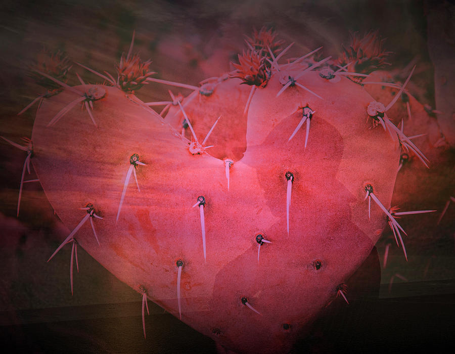 Prickly Love Photograph by Jim Cook