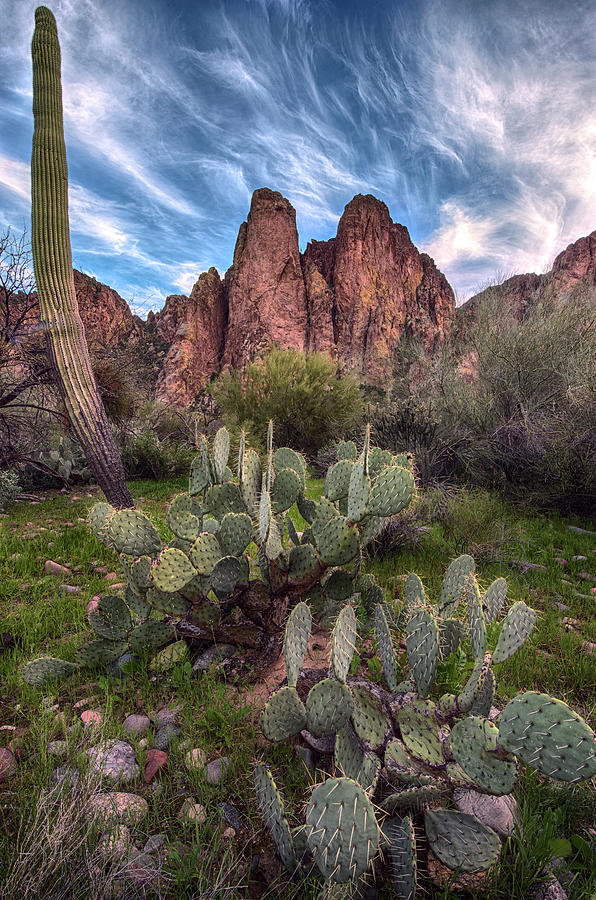 Prickly Pear and Saguaro cactus vertical Photograph by Dave Dilli