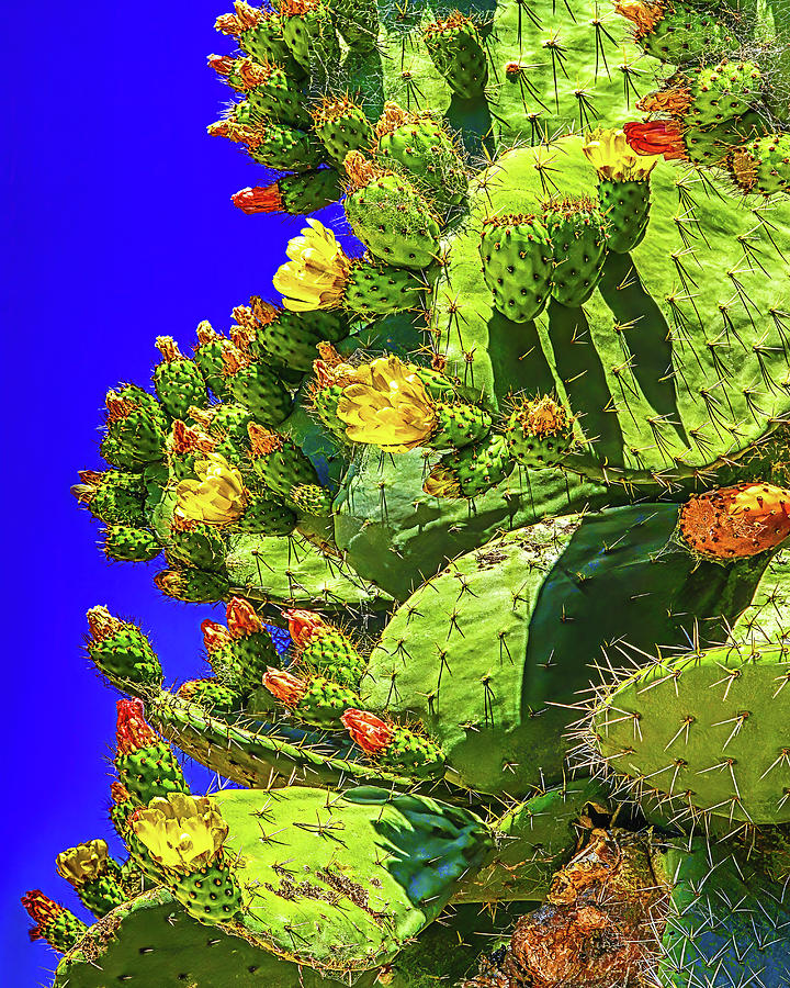 Prickly Pear Bloom Photograph by Don Schimmel
