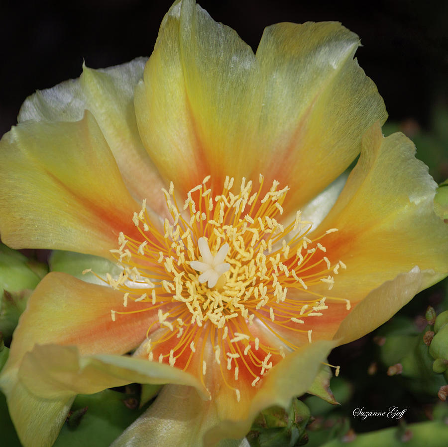 Prickly Pear Bloom Photograph by Suzanne Gaff