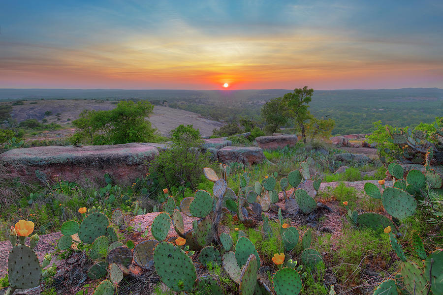 Prickly Pear Blooms in the Texas Hill Country 4281 Photograph by Rob Greebon
