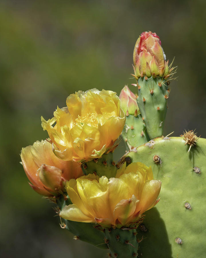 Prickly Pear Photograph - Prickly Pear Blooms by Rosemary Woods Images