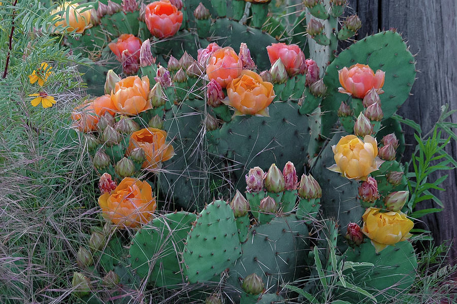 Prickly Pear Blooms Photograph by Steve Templeton