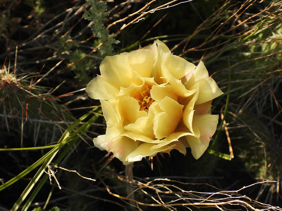 Prickly Pear Blossom 1 Photograph by Amanda R Wright